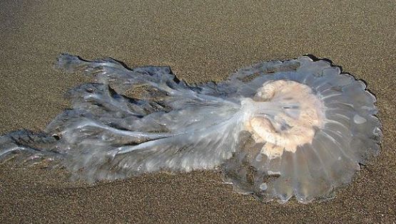 Intendente de Monte Hermoso: "No sé si fueron los ovnis pero las medusas desaparecieron"