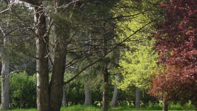 Digap: El proyecto ambientalista para el parque sigue vivo en el HCD