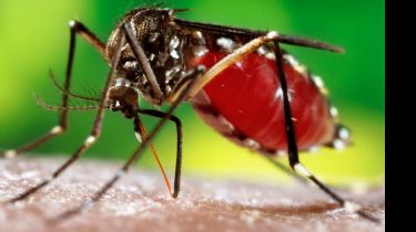 Dengue: La Comuna desestima la fumigación porque "no es la solución definitiva" a la epidemia