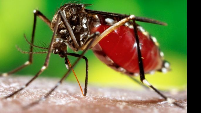 Alerta en Provincia de Buenos Aires por el aumento de casos de dengue