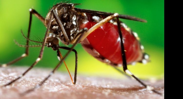 Dengue: La Comuna desestima la fumigación porque "no es la solución definitiva" a la epidemia