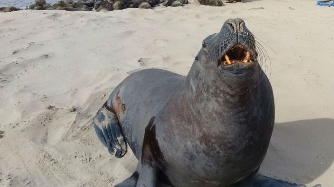 Gripe aviar: La Fundación Fauna Argentina pide evitar el contacto con los lobos marinos