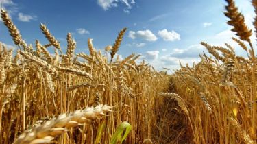 Suben el trigo y el maíz por la crisis ruso-ucraniana y la soja cae por mejoras climáticas