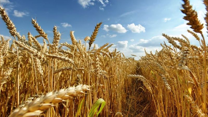 Suben el trigo y el maíz por la crisis ruso-ucraniana y la soja cae por mejoras climáticas