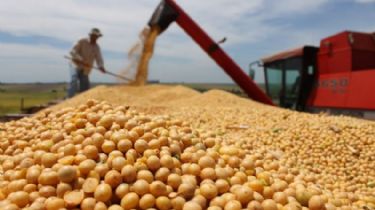 La soja se aleja de los US$ 600 por tonelada