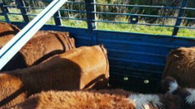 Desde octubre: Habrá que controlar enfermedades venéreas para movilizar ganado en la Provincia