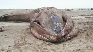 Greenpeace revela en un informe por qué están muriendo las ballenas en el Mar Argentino