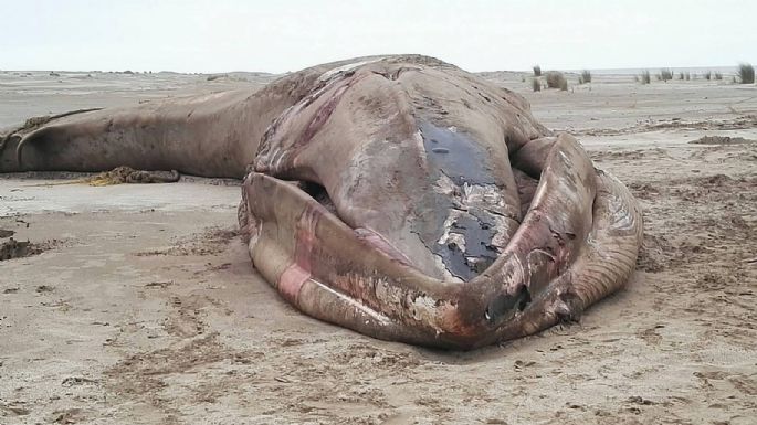 Greenpeace revela en un informe por qué están muriendo las ballenas en el Mar Argentino