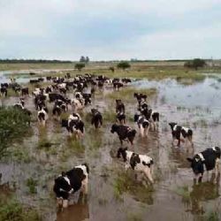 Convocan a un debate de productores ganaderos de la región sudeste de la provincia de Buenos Aires