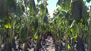 La sequía se agrava en Necochea: Los cultivos llegan a una situación crítica