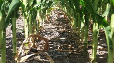 La sequía se agrava en Necochea: Los cultivos llegan a una situación crítica