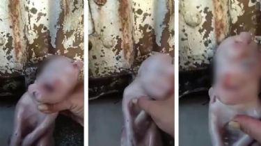¡Qué horror!: Se viraliza en las redes el video de un cerdo que nació con cara humana