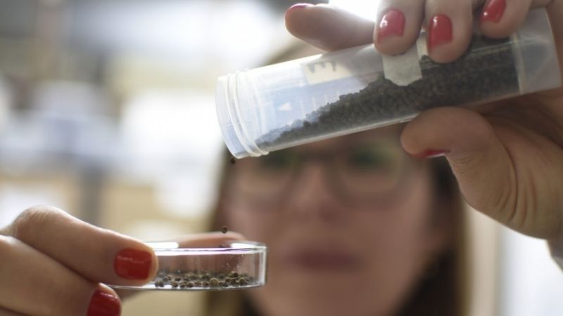 Científicos aprovechan los desechos de la yerba mate para producir fertilizantes