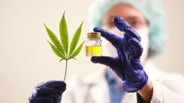 Avanza proyecto para crear un registro de usuarios de cannabis en Necochea