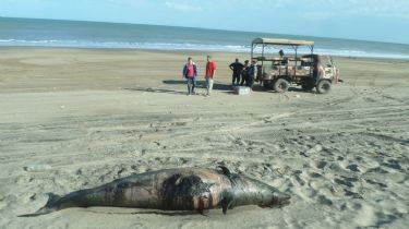 Investigan los restos de un raro delfín encontrado en la playa de Miramar
