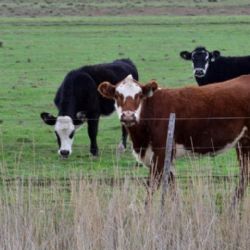 Aftosa y animales dañinos: Dos de las preocupaciones de los productores rurales de la región