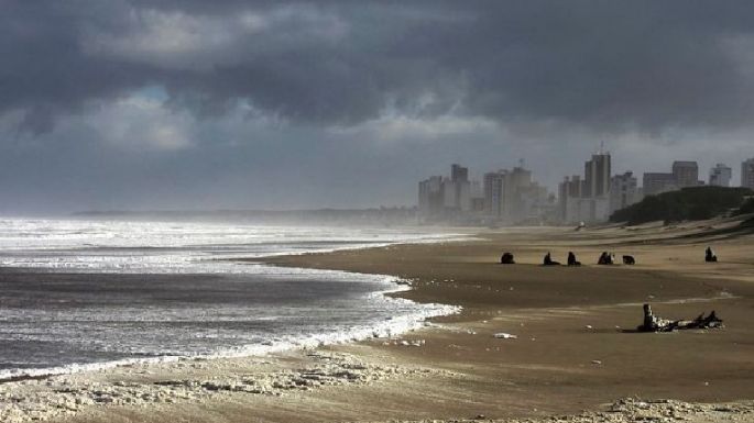 Denuncian jaurías de perros alimentándose de cadáveres de lobos marinos y piden que los entierren