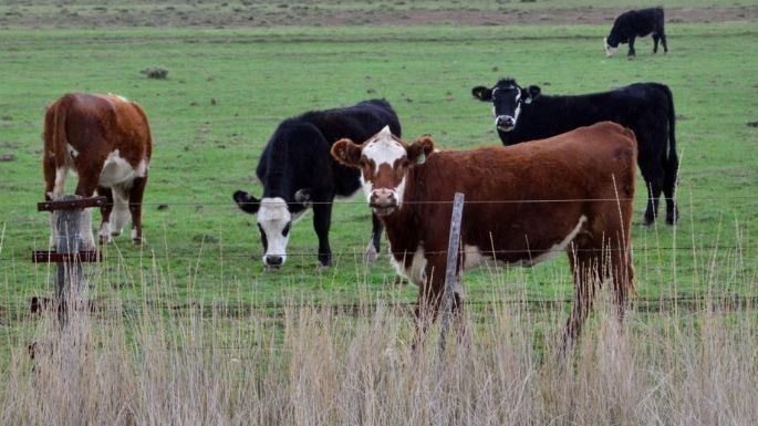 Aftosa y animales dañinos: Dos de las preocupaciones de los productores rurales de la región