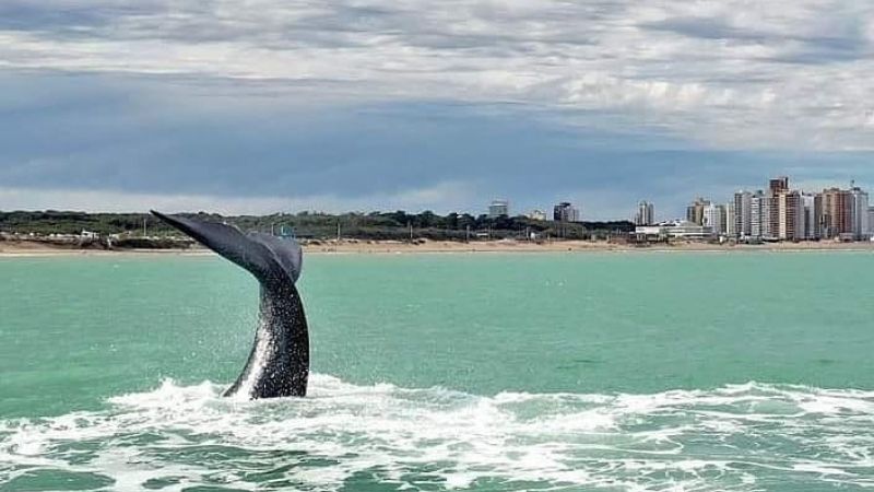 La exploración petrolera frente a las costas de Necochea traería consecuencias irreversibles para las ballenas francas