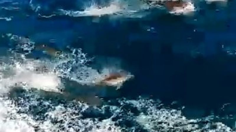 Video: Avistaron un numeroso grupo de delfines frente a la costa de Necochea