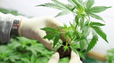 La Provincia impulsa un proyecto de Ley para que los hospitales incorporen el aceite de cannabis en los tratamientos