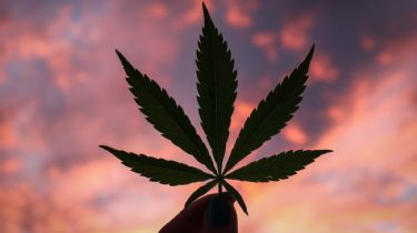 La ONU quitó al cannabis de la lista de drogas peligrosas