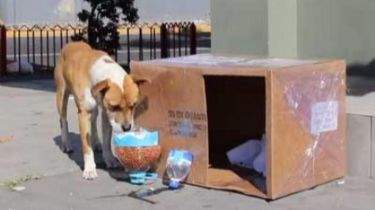 Cuestión de prioridades: La Comuna brinda un taller de construcción de refugios para animales de la calle