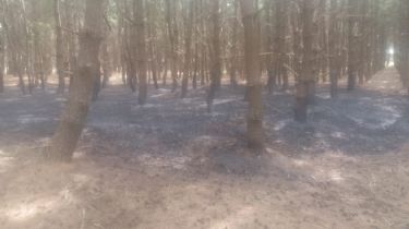 Video: Ola de calor provocó un incendio en el Parque Miguel Lillo