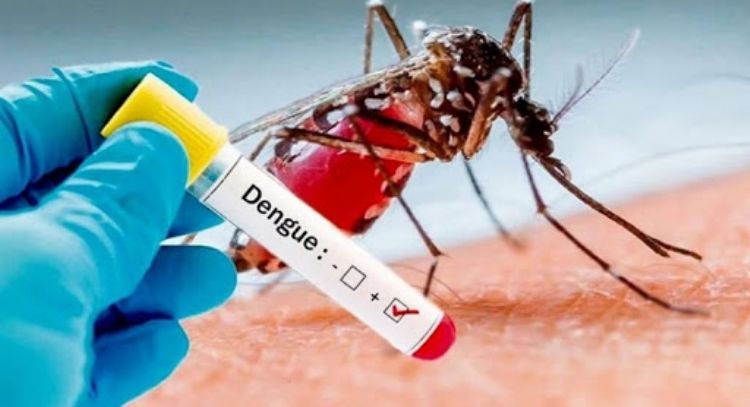 Dengue: Nutricionistas recomiendan alimentos clave para combatir la enfermedad