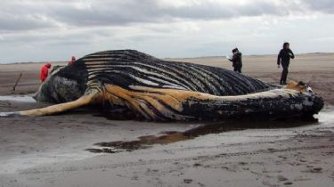 Hallaron una ballena muerta en las costas del balneario Marisol