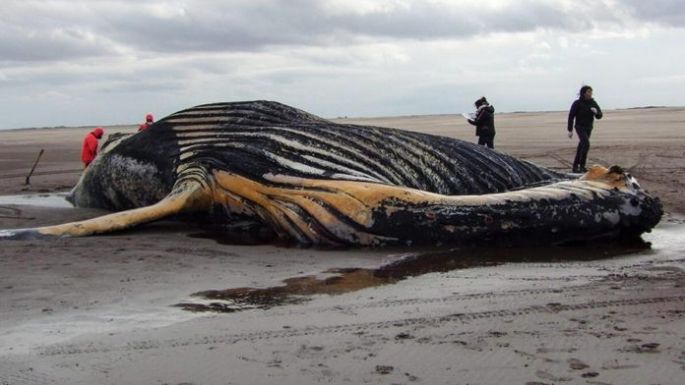 Hallaron una ballena muerta en las costas del balneario Marisol