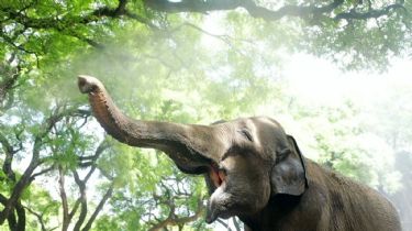 El New York Times rescata la travesía de la elefanta Mara del Ecoparque a Brasil