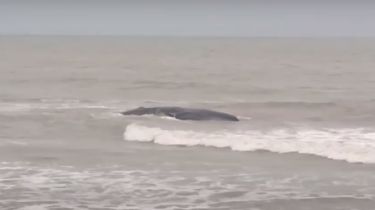 Video: Una ballena de 20 metros de largo quedó varada en una playa de Mar del Plata