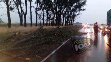 Tragedia en la Ruta 65: Un árbol cayó sobre un auto y mató a una nena de 12 años