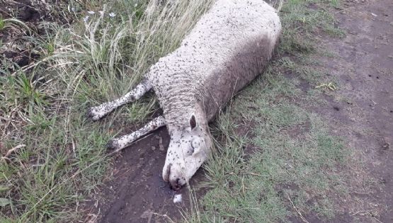 Encontraron un ternero y un cordero muertos en un terreno: “Los tiran y luego pasan a carnearlos”