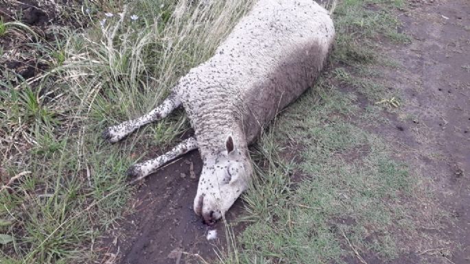 Encontraron un ternero y un cordero muertos en un terreno: “Los tiran y luego pasan a carnearlos”