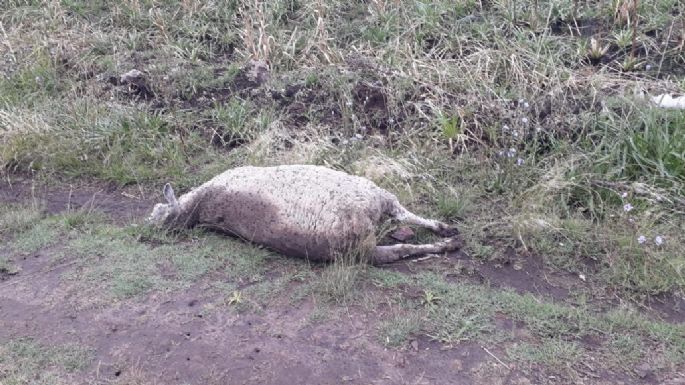 Encontraron un ternero y un cordero muertos en un terreno: “Los tiran y luego pasan a carnearlos”