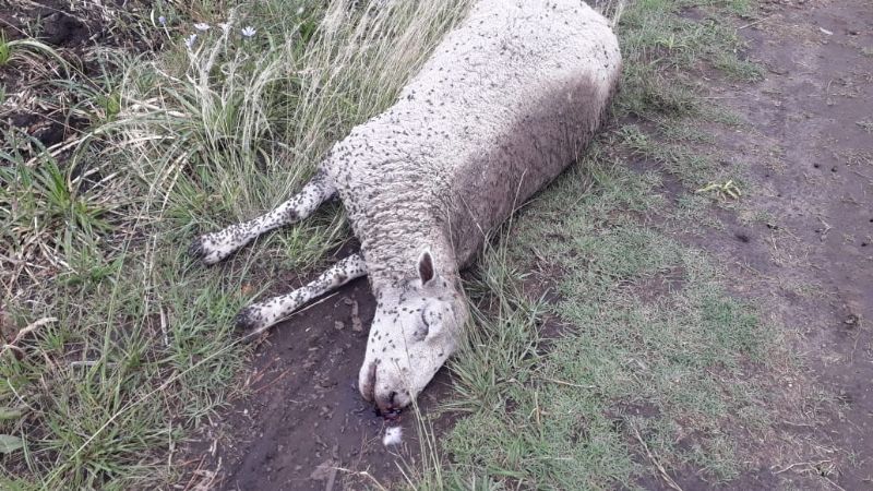 Encontraron un ternero y un cordero muertos en un terreno: “Los tiran y luego pasan a carnearlos”