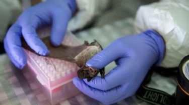 Nipah: El otro virus con potencial pandémico que preocupa a los científicos