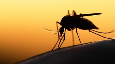 ¿Es posible que los mosquitos puedan detectar el cáncer en los humanos?