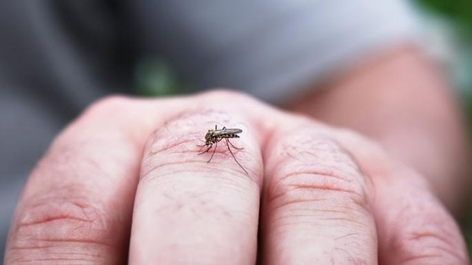 Por esta razón el municipio de Necochea no fumiga ante la invasión de mosquitos