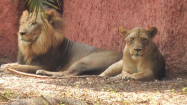 India: Descubrieron que 8 leones de un zoológico tenían Coronavirus