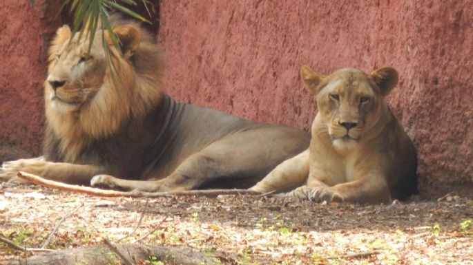 India: Descubrieron que 8 leones de un zoológico tenían Coronavirus