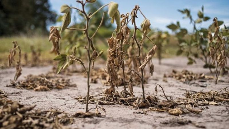 Diputados reclaman declarar la emergencia agropecuaria por la sequía