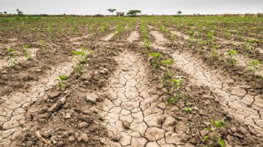 Balcarce pide que se decrete el estado de emergencia por la sequía que atraviesa la zona