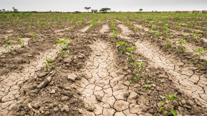 Provincia de Buenos Aires perdió más de 3mil millones de dólares del agro por la sequía