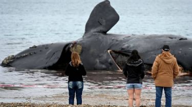 Chubut: Asciende a 18 el número de ballenas muertas