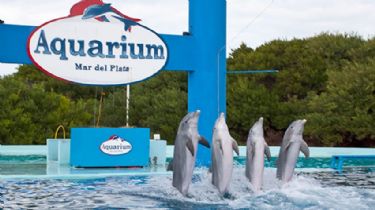 Un proyecto de ley podría sentenciar el fin de Mundo Marino y Aquarium