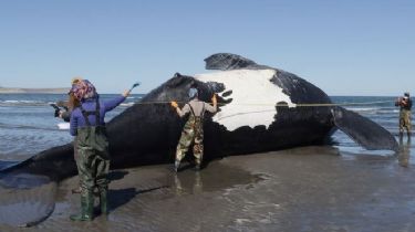 Confirmaron la causa de la muerte de más de 30 ballenas en Chubut