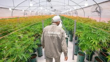Habilitaron la primera planta de producción de cannabis medicinal del país
